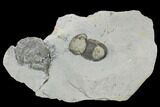 Bumastus Ioxus Trilobite - New York #120098-1